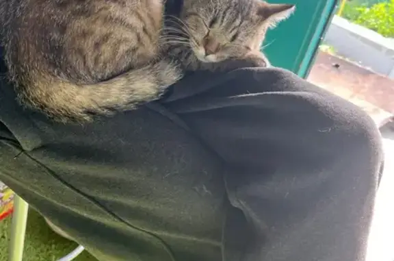 Кошки потеряшки, Тамбов, фото: Потеряшка кошка, Паровозная ул., Тамбов