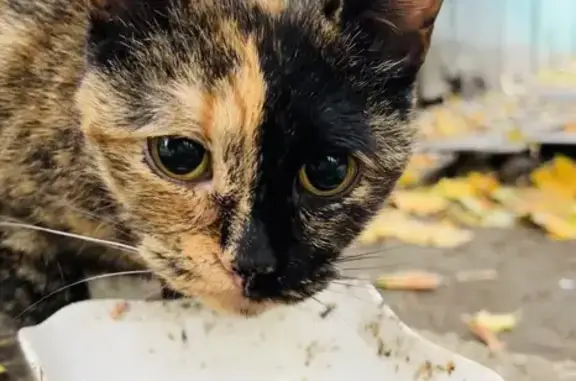 Кошка найдена: ул. Симоновский Вал, Москва