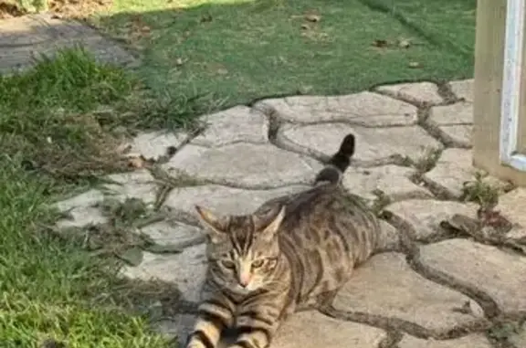 Кошка найдена в Баклашинском с.п., Иркутск