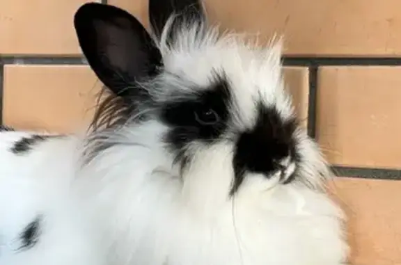 Потерянные животные Краснодар, фото: Пропал кролик, улица Серёгина, 32