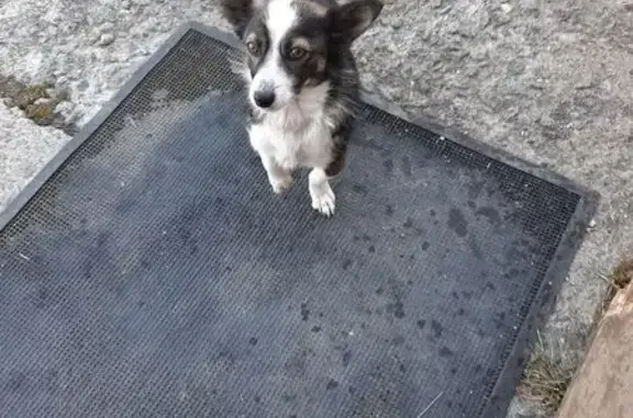 Найдена собака: Златоуст, Челябинская обл.