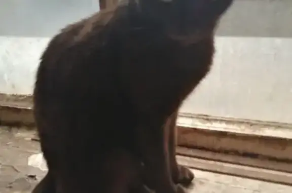 Кошки потеряшки, Самара, фото: Потеряшка кошка, Кустанайская 186, Самара