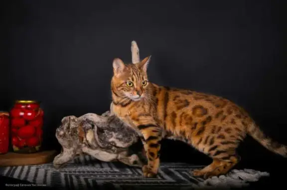 Кошки потеряшки, Псков, фото: Потеряшка кошка на ул. Николая Васильева, 30