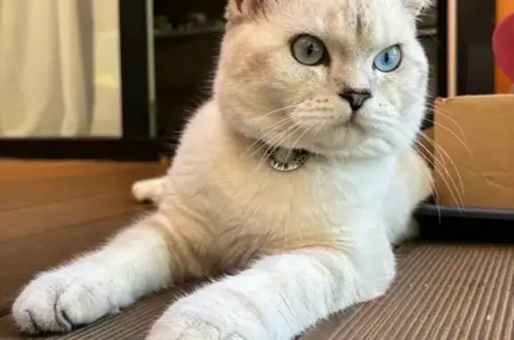 Пропала кошка, Колтуши, Ленобласть