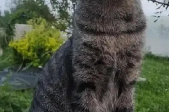 Кошки потеряшки, Можга, фото: Потеряшка кошка, ул. Короленко 23, Можга