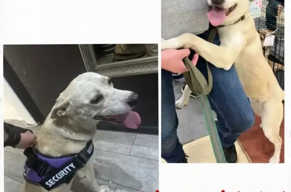 Собаки потеряшки, Ростов-на-Дону, фото: Потеряшкаи собаки, Самшитовая 17/14, Ростов