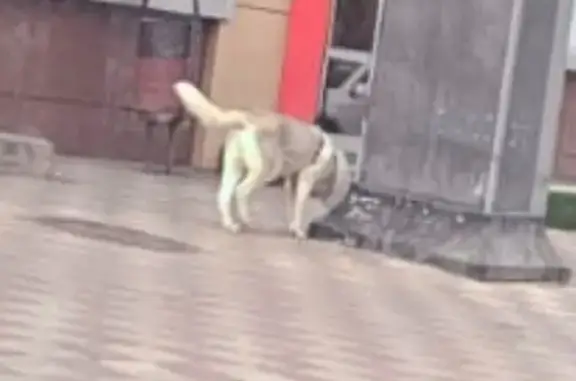 Хаски найдена на Будённовском, 87, Ростов