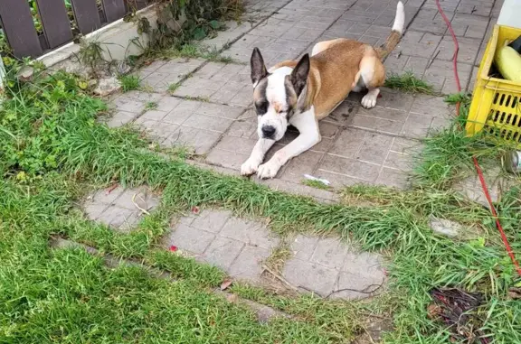 Найдена собака, Тульская область, фото: Собака найдена, Теляковское, Тула