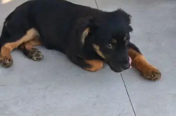 Щенок найден на Вишнякова 2/2