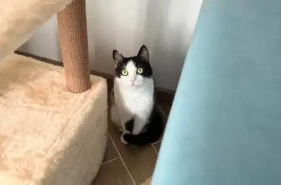 Кошки потеряшки, Оренбург, фото: Потеряшка кот, Сызранская ул., 90, Оренбург