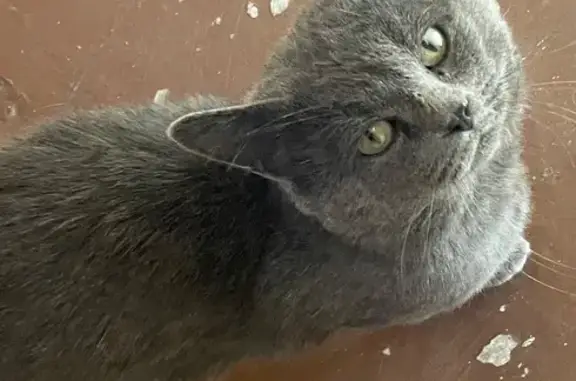 Найдена кошка, Иркутск, фото: Кошка найдена: Красноярская 24, Иркутск