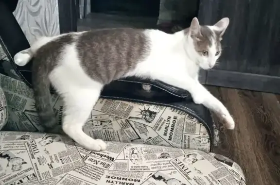 Пропала кошка, Муромская ул. 23/2