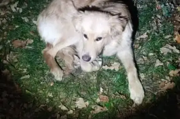 Найдена собака, , фото: Собака найдена в Булдырском с/п, Татарстан