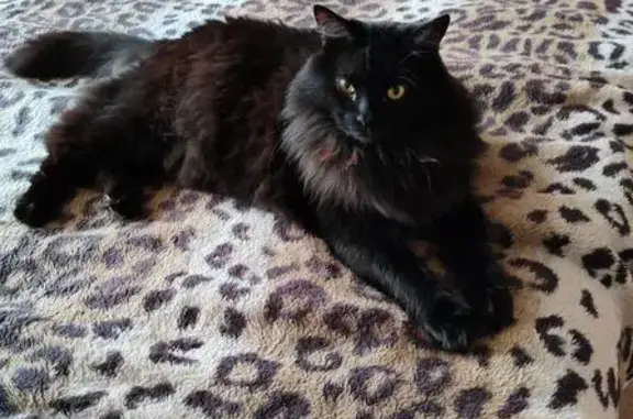 Кошки потеряшки, Воронеж, фото: Потеряшка черная кошка, Каспийская 51, Врн.