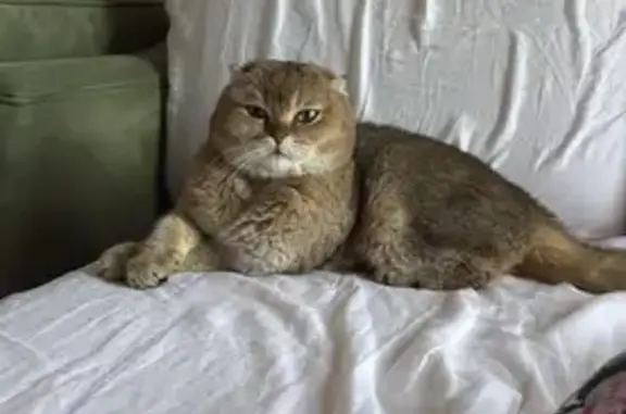 Пропала кошка, Благодатная ул., Сочи