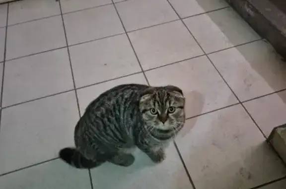 Кошка найдена, ул. Мусоргского, Тверь
