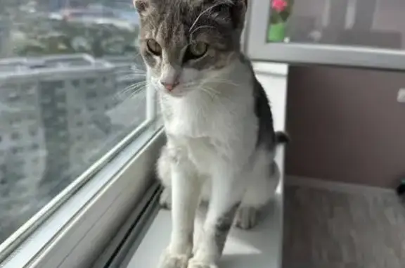 Кошка найдена: Героев-Тихоокеанцев, 5А