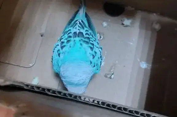 Найденные животные Петрозаводск, фото: Голубой найден на Фабричной, Петрозаводск