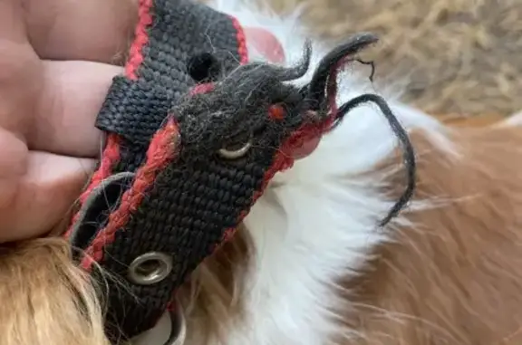 Найдена собака, Ярославская область, фото: Собака найдена, ул. Кавказская, Ярославль