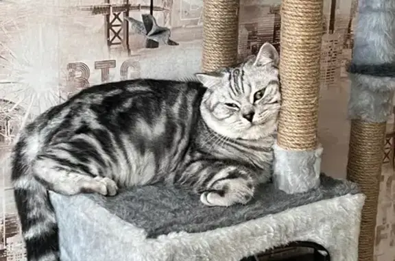 Кошки потеряшки, , фото: Потеряшка кошка, ул. Драгунова, 64