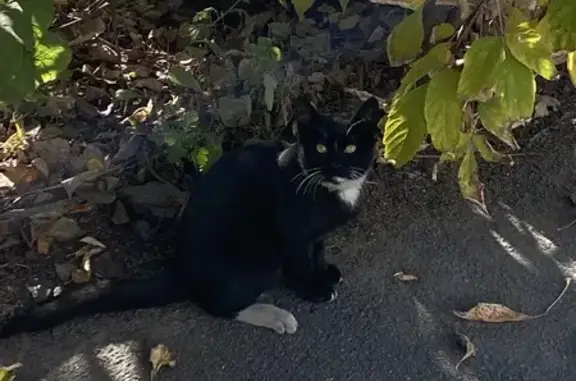 Кот найден у Заставской, 7, СПб