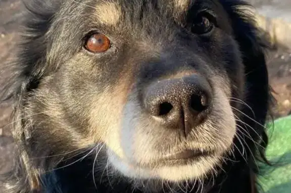 Пропала собака, Стрелецкий пер., Самара