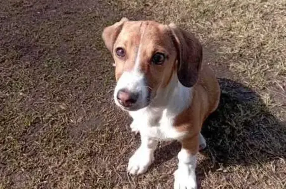 Собаки потеряшки, Аргаяш, фото: Потеряшка собака, Южная ул., Аргаяш