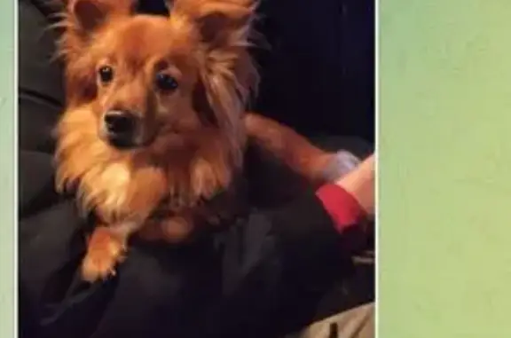 Собаки потеряшки, Ленинградская область, фото: Потеряшка собака, Ленинградская область