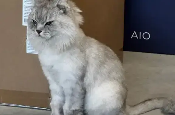 Найдена кошка, Арамиль, фото: Кошка найдена, 1 Мая, 30, Арамиль