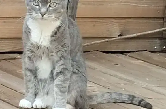 Пропала кошка, Нагорная ул., 18А, Пирогово