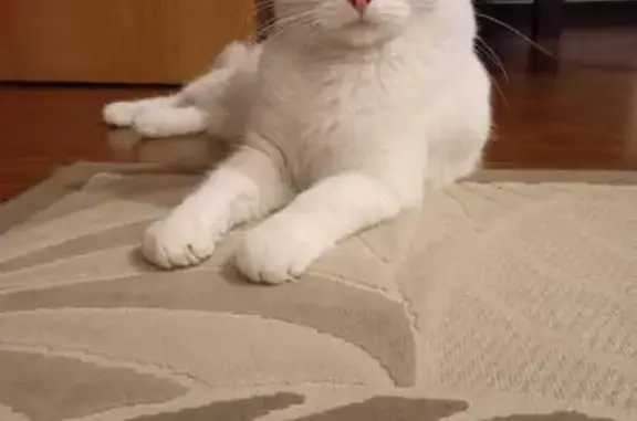 Пропала белая кошка, ул. Юн. Ленинцев 176