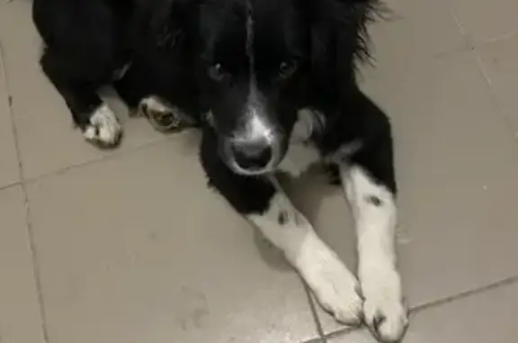 Найдена собака, Хабаровск, фото: Собака ищет дом, ул. Лермонтова 49, Хабаровск