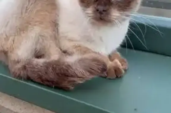 Кошка найдена: ул. Володарского, 11, Зеленоградск