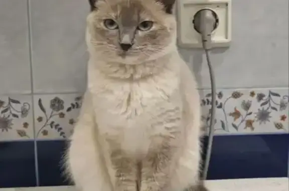 Пропала кошка, пр. Победы, Тверь