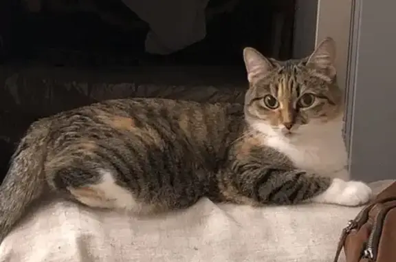 Пропала кошка, Московский тракт 165, Тюмень