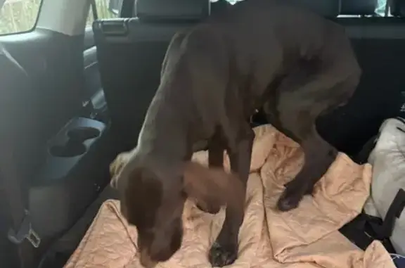 Найденные животные Ачинск, фото: Найдена собака, Ачинск, Красноярский край