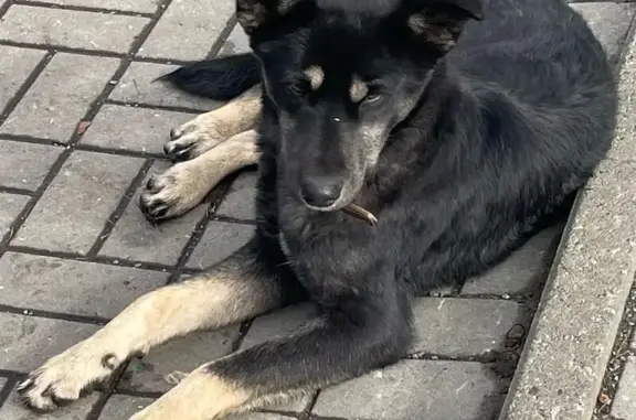 Найдена собака, Кемерово, фото: Собака найдена: ул. Дружбы, Кемерово