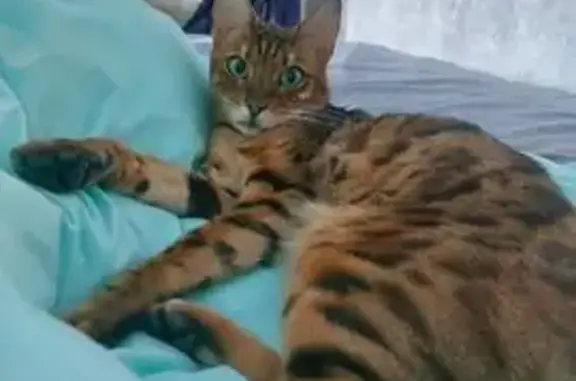 Кошки потеряшки, Воронеж, фото: Потеряшка бенгальская кошка, Воронеж, Ефремова 155А