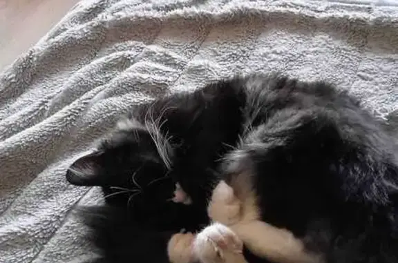 Кошки потеряшки, Иркутск, фото: Потеряшка кошка, ул. Образцова 17, Иркутск