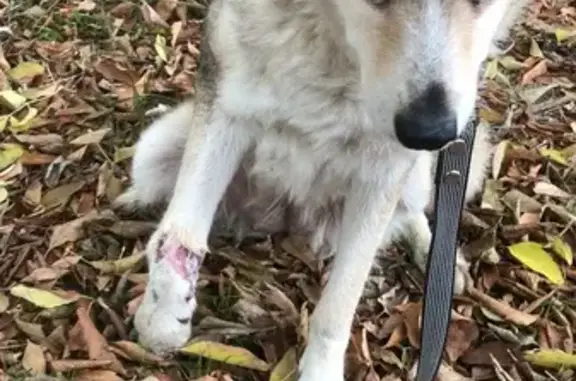 Собака найдена на Большой Косинской, Москва