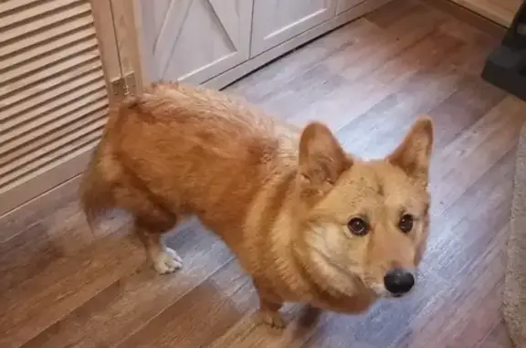 Найдена собака, , фото: Корги найден на Зелёной ул., Ерюхино