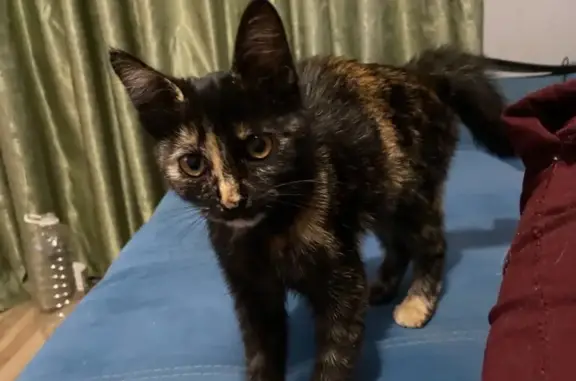 Пропала кошка Василиса, Панченко 4/5, Саратов