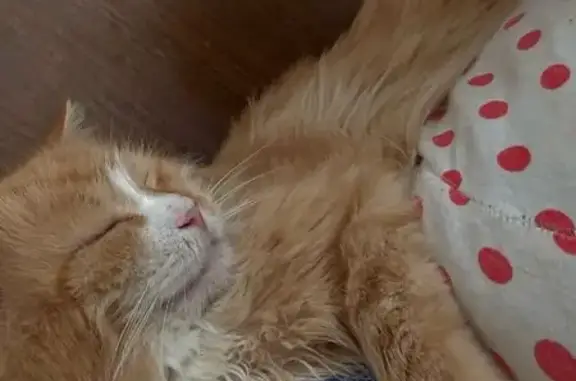 Пропала кошка, ул. Гагарина, Котлас