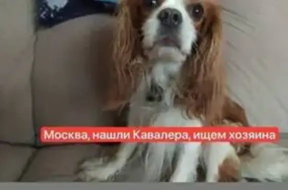 Найдена собака, Москва, фото: Собака найдена: Красностуденческий пр., Москва