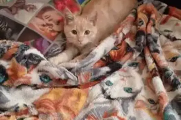 Найдена кошка, ул. 22-го Съезда КПСС - photo