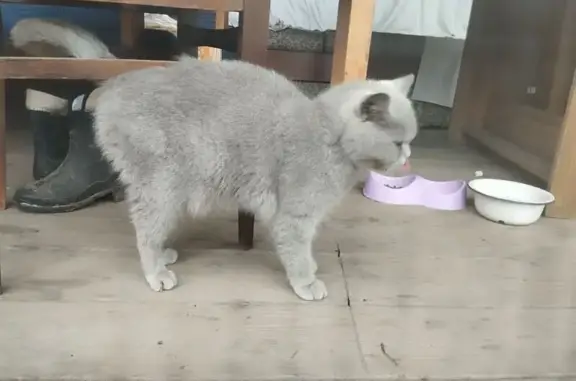 Найдена кошка, Курская область, фото: Кошка найдена: Разветьевский с/с, Курск