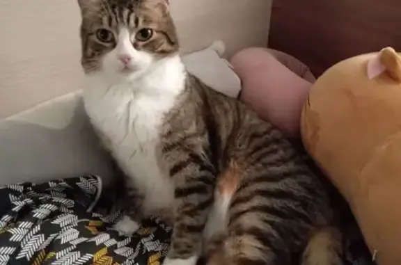 Кошки потеряшки, Томск, фото: Потеряшка кошка, Дальне-Ключевская ул., Томск