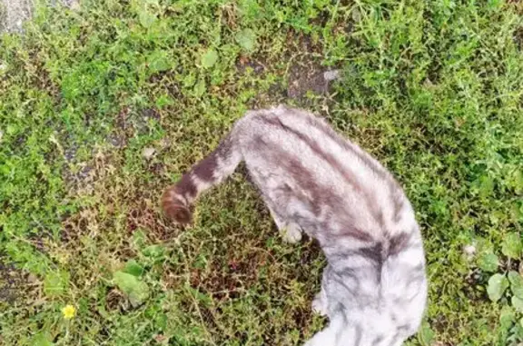 Найдена кошка, Чебоксары, фото: Кошка на остановке ул. Гражданская, Чебоксары