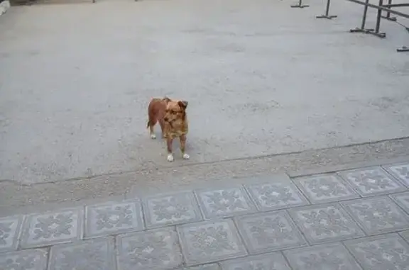 Собака найдена, Совхозный пр., 13, Самара