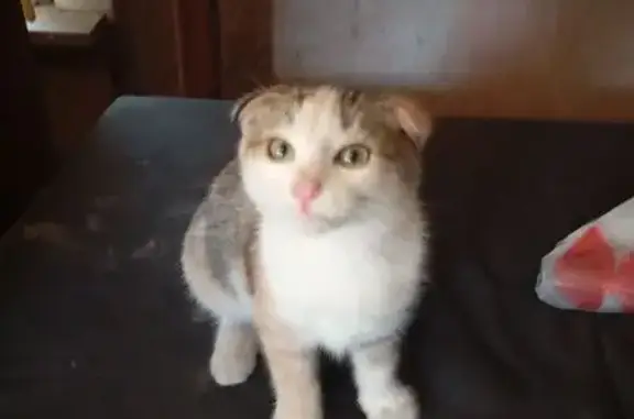 Трехцветная кошка найдена на Карла Маркса, 350